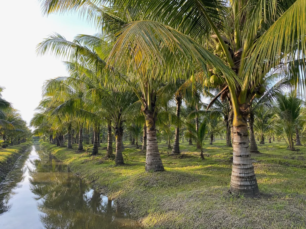 10 countries that produce the worlds best coconut oil and
