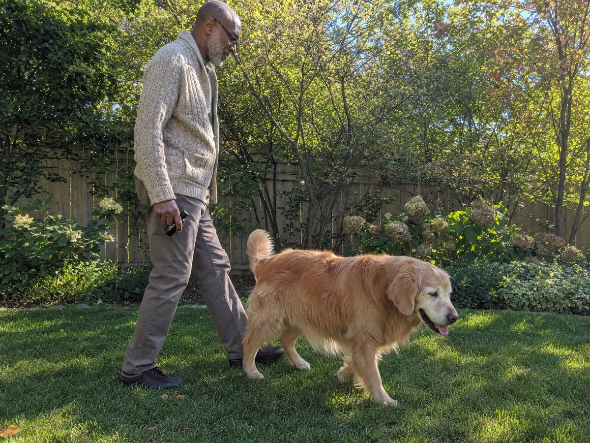 11 reasons veterinarians recommend coconut oil for dogs