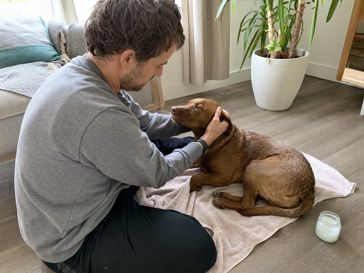 how to apply coconut oil to your dogs skin and coat safely