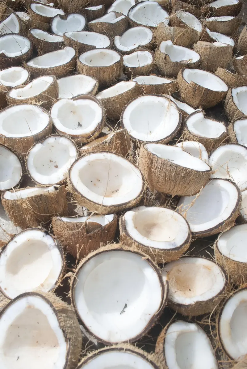 is coconut oil good for you everything doctors and